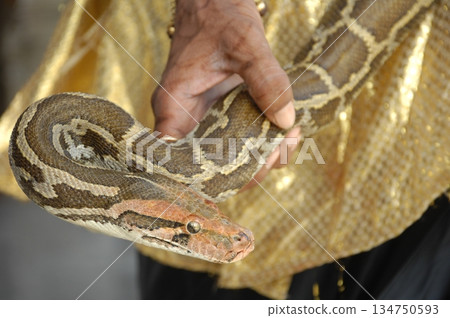 Cobra snake 134750593