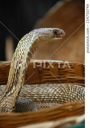 Cobra snake Cobra snake 134750749