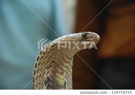 Cobra snake 134750750