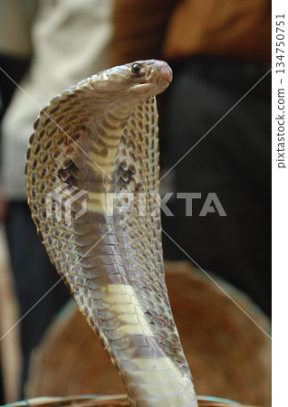 Cobra snake Cobra snake 134750751