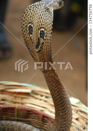Cobra snake Cobra snake 134750756