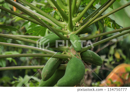Close-up of green papayas growing on a tree, showcasing the fruit's early stage and the plant's structure, ideal for agriculture and tropical fruit concepts 134750777