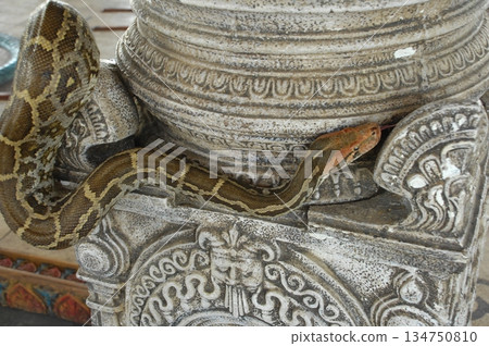 Python Snake on a Wall Python Snake on a Wall 134750810