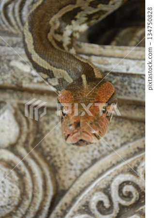 Python Snake on a Wall 134750828