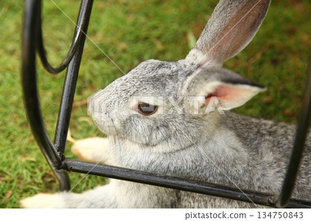 Cute Rabbit In a Farm Cute Rabbit In a Farm 134750843