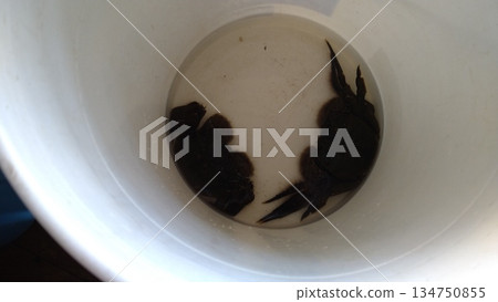 Mogami River river crab (mitten crab) 134750855