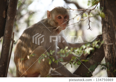 Indian monkey captures the expressive eyes 134750869