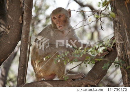 Indian monkey captures the expressive eyes 134750870