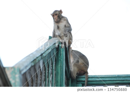 Indian monkey captures the expressive eyes Indian monkey captures the expressive eyes 134750880