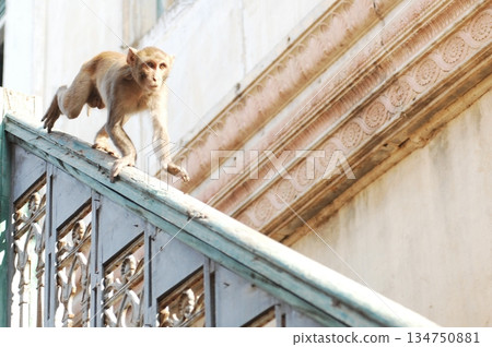 Indian monkey captures the expressive eyes Indian monkey captures the expressive eyes 134750881