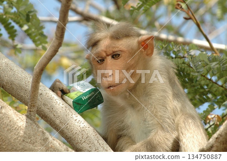 Indian monkey captures the expressive eyes Indian monkey captures the expressive eyes 134750887