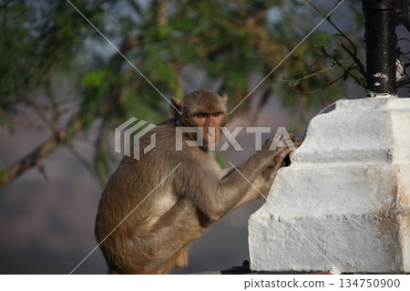 Indian monkey captures the expressive eyes Indian monkey captures the expressive eyes 134750900