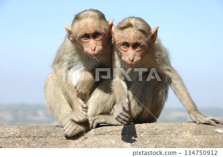 Indian monkey captures the expressive eyes Indian monkey captures the expressive eyes 134750912