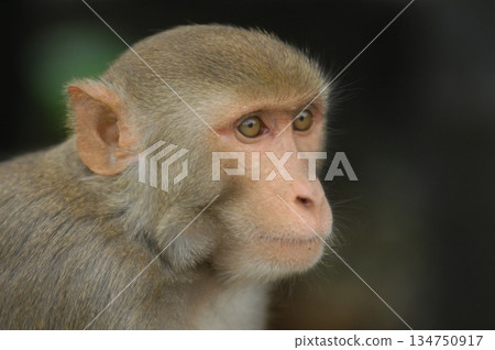 Indian monkey captures the expressive eyes Indian monkey captures the expressive eyes 134750917