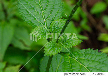 Close-up Macro Shot of Young Vibrant Green Textured Leaves and Stem in Lush Wild Environment. 134750965
