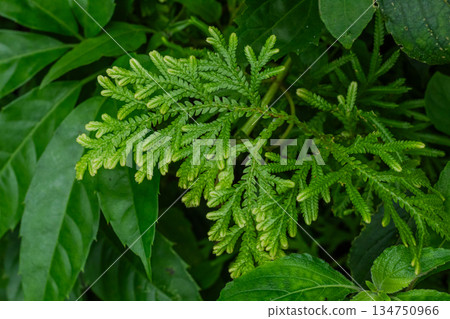 Close Up Green Spike Moss Frond Growing in Lush Tropical Forest Undergrowth Close Up Green Spike Moss Frond Growing in Lush Tropical Forest Undergrowth 134750966
