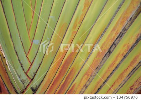 Close-up abstract pattern of green and brown Traveler's Palm (Ravenala madagascariensis) trunk segments forming diagonal lines. Close-up abstract pattern of green and brown Traveler's Palm (Ravenala madagascariensis) trunk segments forming diagonal lines. 134750976
