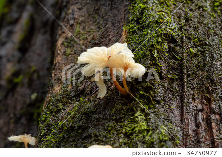 Delicate white mushrooms growing on moist dark tree bark covered in green moss in a natural forest environment. 134750977