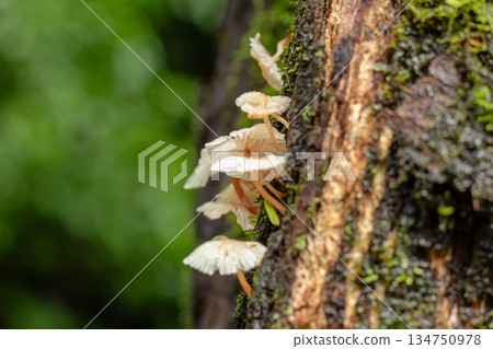 Pale wild mushrooms growing vertically on mossy tree bark in a tropical forest environment. Pale wild mushrooms growing vertically on mossy tree bark in a tropical forest environment. 134750978