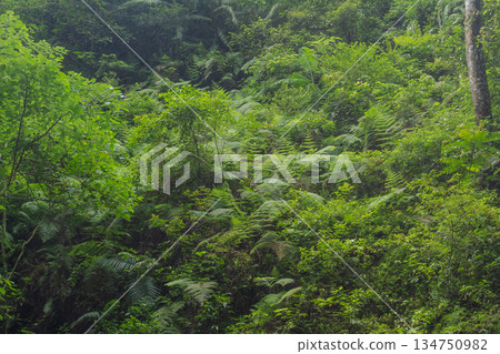 Lush green fern covered wall of dense tropical rainforest vegetation background texture. Lush green fern covered wall of dense tropical rainforest vegetation background texture. 134750982