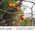 Persimmon fruits hanging from the branches (Persimmon tree near the bamboo forest on Mt. Gennaiyama) 134751003