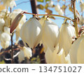 Close-up of sunlit yucca flowers and buds (winter blue sky and white flowers) 134751027