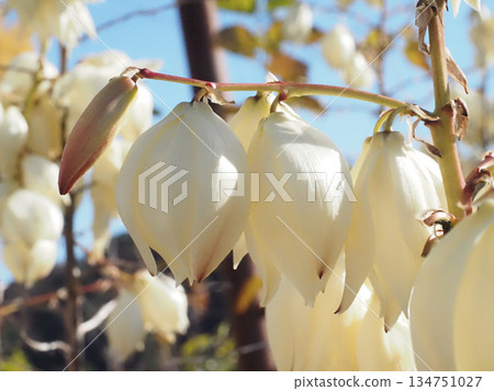 Close-up of sunlit yucca flowers and buds (winter blue sky and white flowers) 134751027