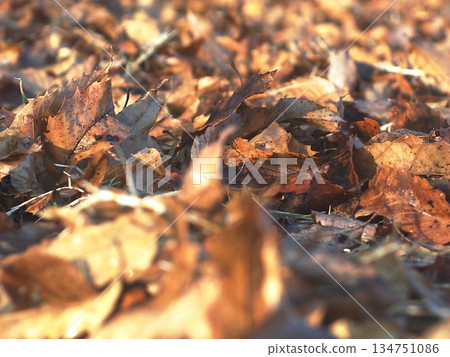 Fallen leaves filling the winter grounds (brown oak leaves in the sunlight) Fallen leaves filling the winter grounds (brown oak leaves in the sunlight) 134751086