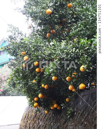 黃色的不知火漿果和綠色的葉子（山坡上鐵皮棚前的德科彭樹） 134751101