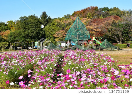神奈川縣相模原淺溝公園,盛開的波斯菊、兒童遊樂場、遊樂設施和秋葉。 神奈川縣相模原淺溝公園,盛開的波斯菊、兒童遊樂場、遊樂設施和秋葉。 134751169