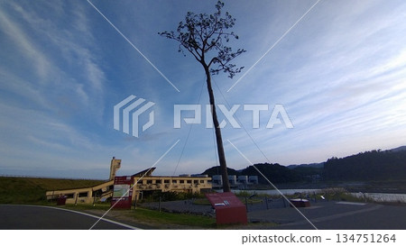 Miracle Pine Tree at Dusk in Autumn 134751264