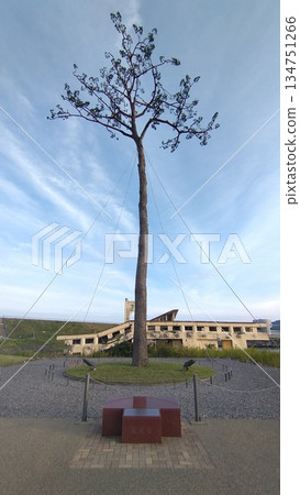 秋日黃昏的奇蹟松樹 秋日黃昏的奇蹟松樹 134751266