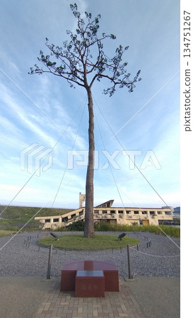 Miracle Pine Tree at Dusk in Autumn Miracle Pine Tree at Dusk in Autumn 134751267