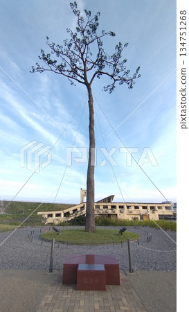 Miracle Pine Tree at Dusk in Autumn 134751268