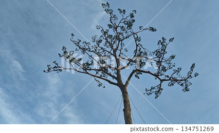 Miracle Pine Tree at Dusk in Autumn 134751269