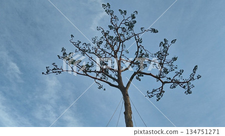 秋日黃昏的奇蹟松樹 134751271