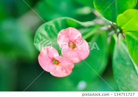 Christ Thorn, Euphorbia milii or Euphorbiaceae or pink flower 134751727