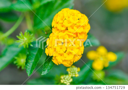 Lantana camara L, Cloth of gold or Hedge flower or Lantana or Weeping lantana or White sage or VERBENACEAE or yellow flower 134751729