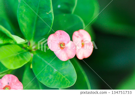 Christ Thorn, Euphorbia milii or Euphorbiaceae or pink flower 134751733