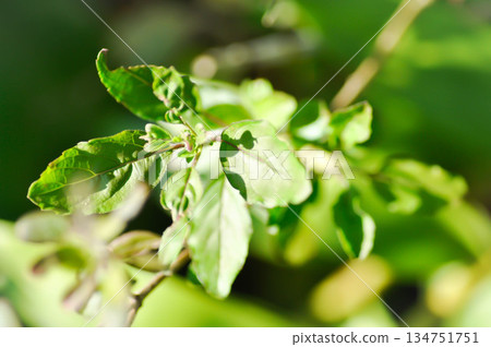 basil or holy basil, sweet basil or Ocimum tenuiflorum or Sacred basil or Lamiaceae plant or vegetable basil or holy basil, sweet basil or Ocimum tenuiflorum or Sacred basil or Lamiaceae plant or vegetable 134751751