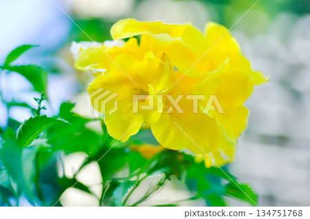 Trumpet vine, Yellow bell or Yellow elder or tecoma stans or yellow flower Trumpet vine, Yellow bell or Yellow elder or tecoma stans or yellow flower 134751768