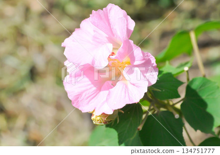 Changeable Rose, Changeable rose mallow or Cotton rose hibiscus or Dixie rosemallow or Hibiscus mutabilis L or Rose of Sharon or pink flower Changeable Rose, Changeable rose mallow or Cotton rose hibiscus or Dixie rosemallow or Hibiscus mutabilis L or Rose of Sharon or pink flower 134751777