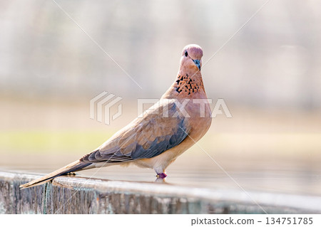 Brown dove perching outdoors on concrete barrier. Bird wildlife 134751785