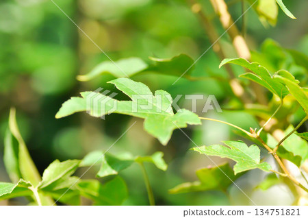 maple leaf, maple leaves or green leaf or Acer saccharum Marsh maple leaf, maple leaves or green leaf or Acer saccharum Marsh 134751821