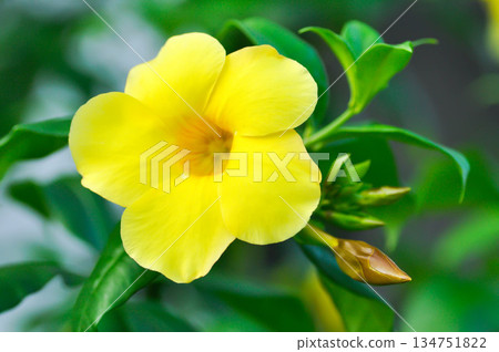 Allamanda cathartica L , Golden trumpet or Allamanda or APOCYNACEAE Allamanda cathartica L , Golden trumpet or Allamanda or APOCYNACEAE 134751822