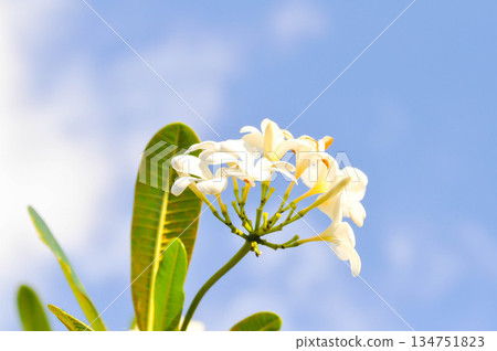 frangipani, frangipani flower or pagoda tree or temple tree with fowers or white flower 134751823