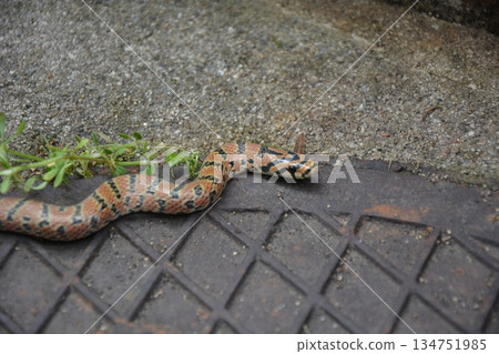 A vibrantly patterned snake crawls over a manhole A vibrantly patterned snake crawls over a manhole 134751985