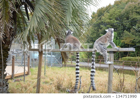 Ring-tailed lemurs at the petting plaza 134751990