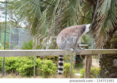 Ring-tailed lemurs at the petting plaza Ring-tailed lemurs at the petting plaza 134751991