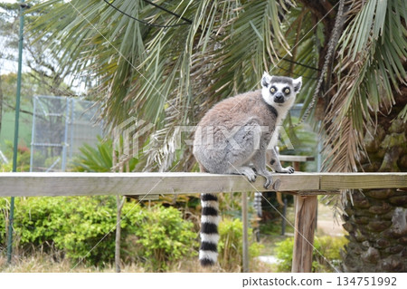 Ring-tailed lemurs at the petting plaza 134751992